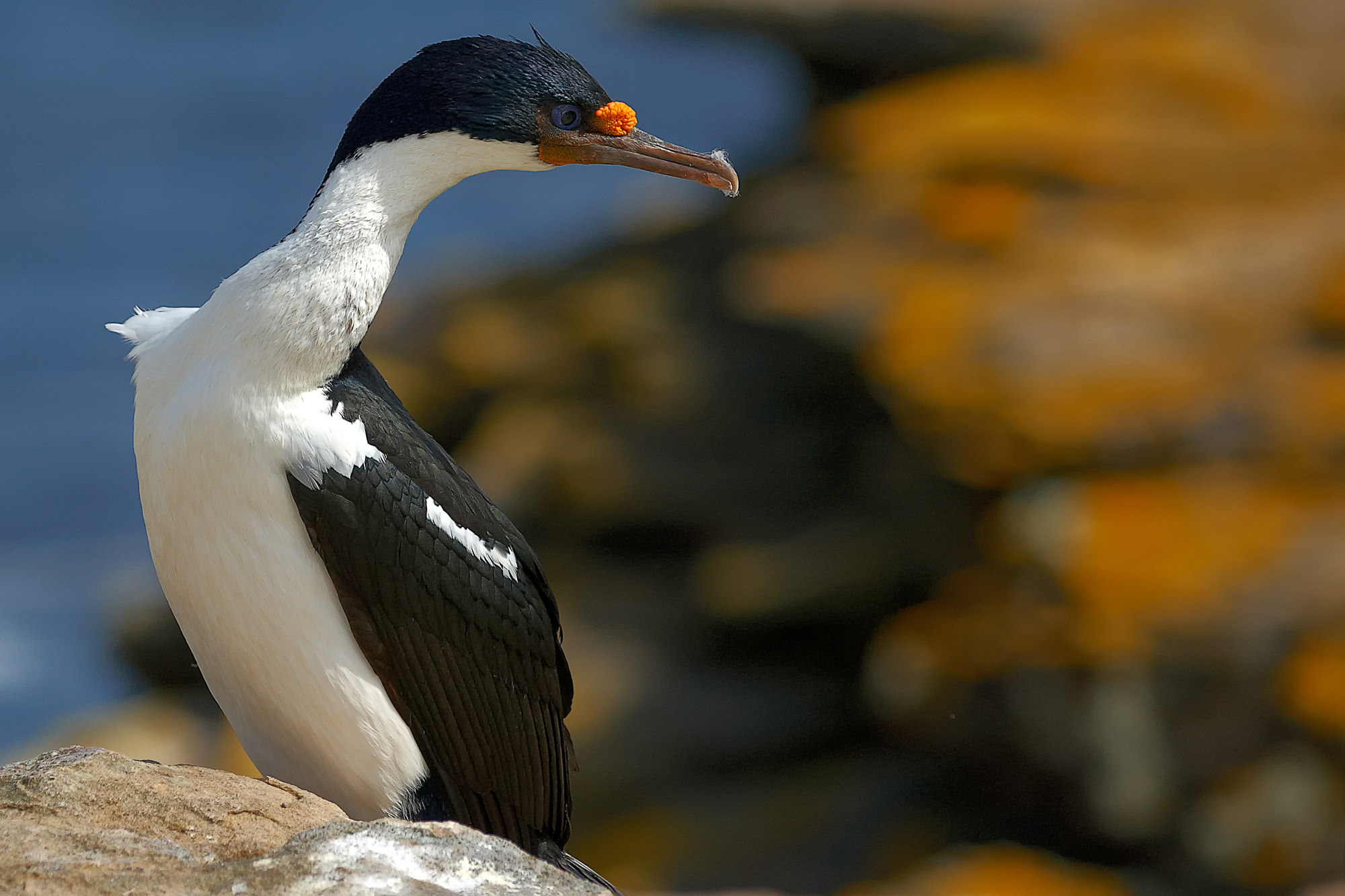 Blauaugenkormoran